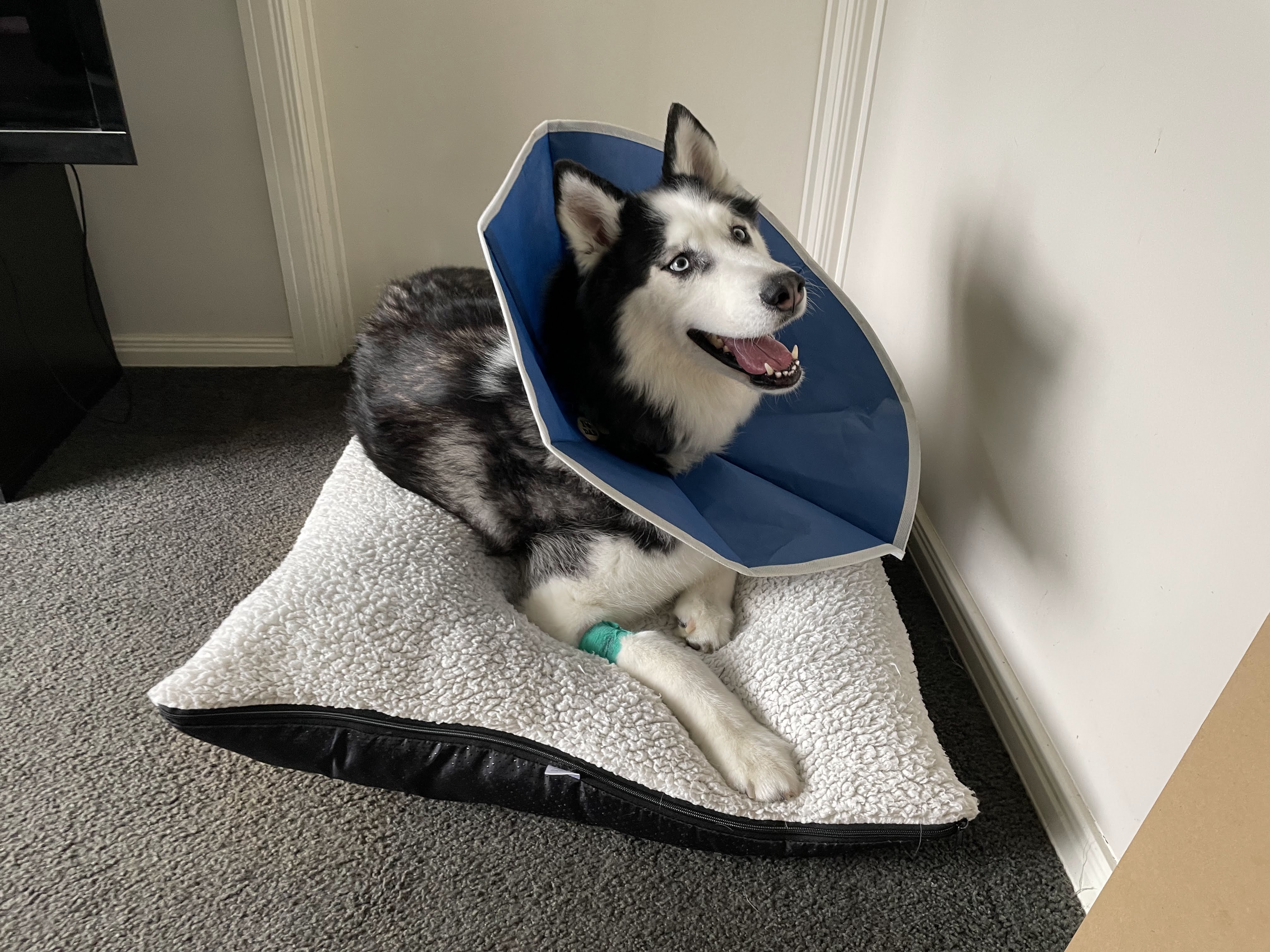 Lukah recovering from knee surgery, wearing a cone on his dog bed